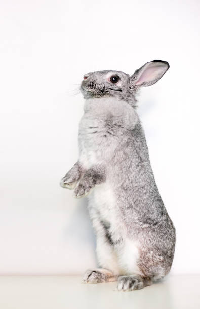 istock A Giant Chinchilla rabbit standing upright 1386052863