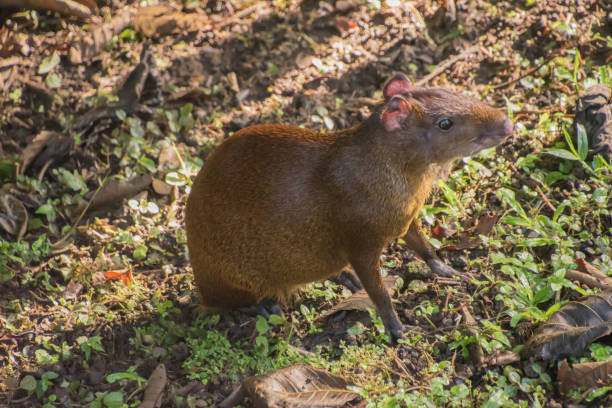 Central American agouti in Costa Rica. Agoutis are commonly seen in wooded areas and forests in Central and Northern territory of Latin America. dasyprocta punctata photos stock pictures, royalty-free photos & images