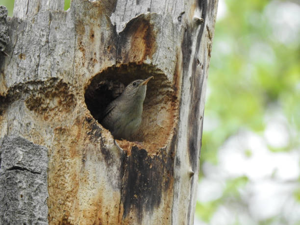 istock House Wren in Nest 1386055173