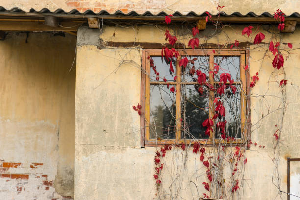 istock Old window with flowers on a plastered brick wall 1386055198