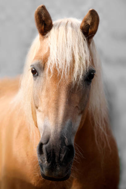 ritratto di cavallo con criniera fluente, primo piano. - beautiful outdoors vertical close up foto e immagini stock