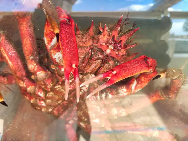 Photo of A spider crab in a sidreria restaurant window, Ribadesella, Asturias, Spain