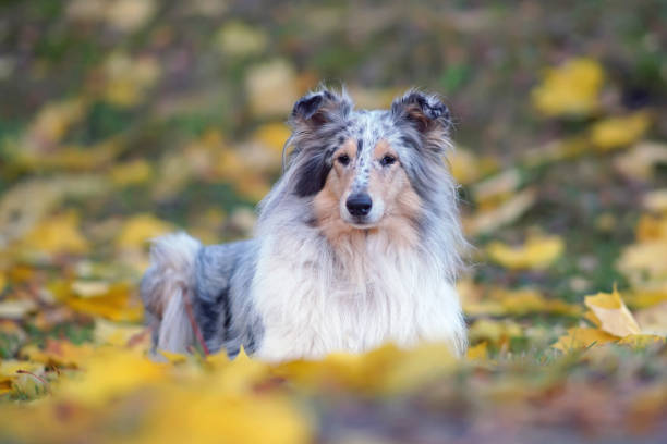 istock Adorable blue merle rough Collie dog lying down on a green grass with yellow fallen maple leaves in autumn 1386060090