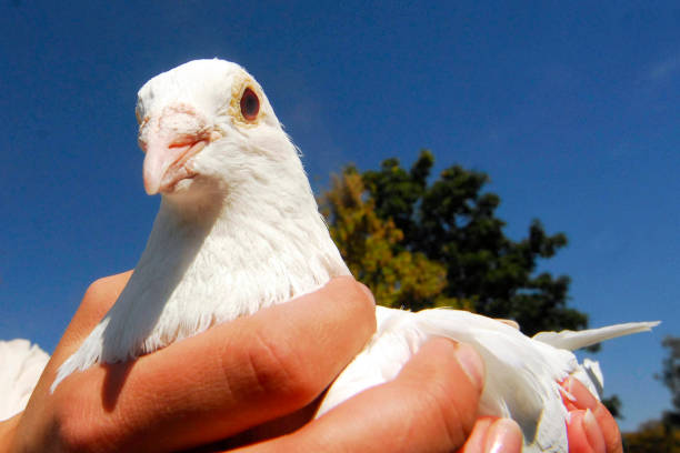 istock white dove as a sign of peace 1386061470