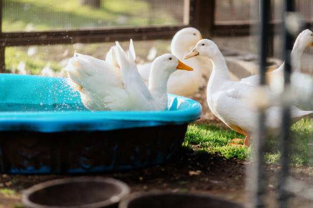 A group of domestic ducks play in a kiddie pool in a home backyard.