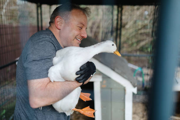 istock Mature Adult Man Enjoying Time With His Ducks 1386063509