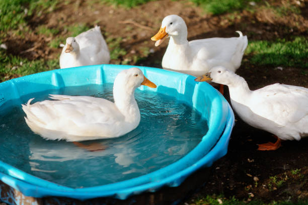 A group of domestic ducks play in a kiddie pool in a home backyard.