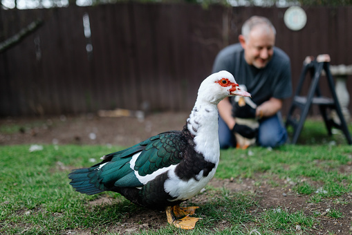 A Caucasian man in his 50s holds and feeds one of his domestic ducks, enjoying the connection and care.