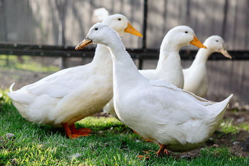 A group of domestic ducks play on the grass of someones yard on a sunny day.