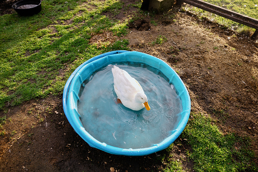 A group of domestic ducks play in a kiddie pool in a home backyard.