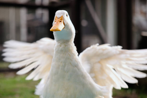 A group of domestic ducks play in a kiddie pool in a home backyard.