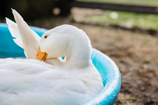 A group of domestic ducks play in a kiddie pool in a home backyard.