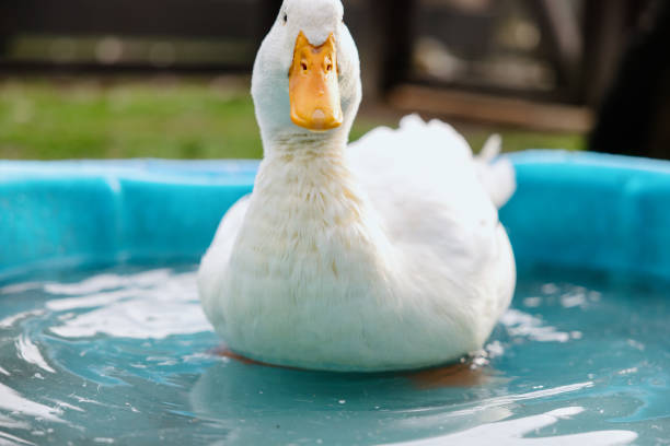 istock Pet Ducks Enjoy A Child’s Swimming Pool 1386064671