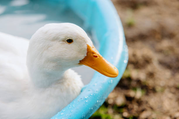 istock Close Up Of Domestic Duck Face 1386064672