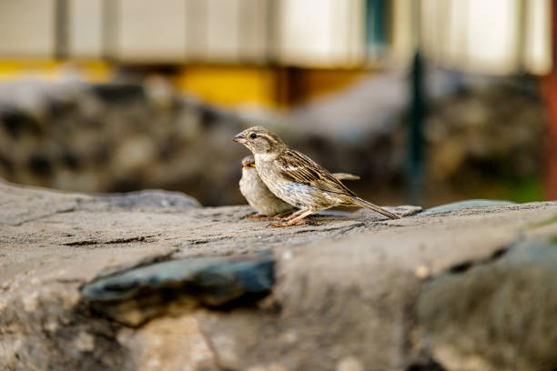 istock Pair of sparrows on a stone wall 1386065434