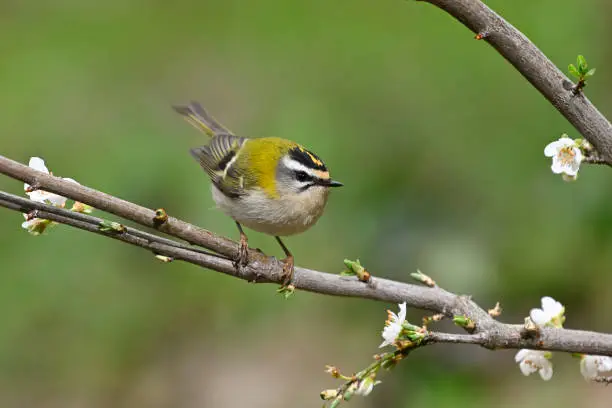 Photo of Goldcrest (Regulus regulus)