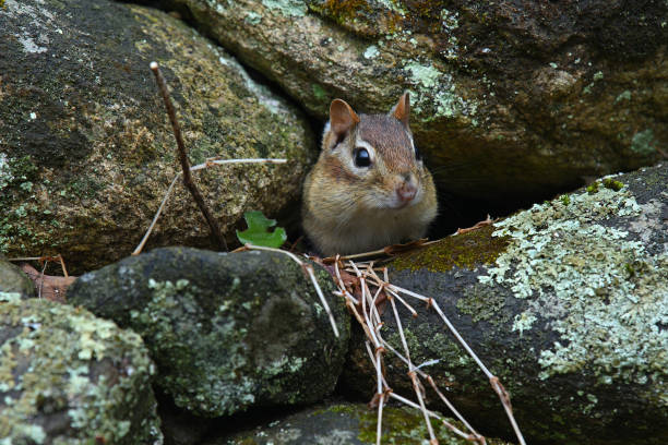 Chipmunk peeking from stone wall Eastern chipmunk peeking from stone wall in Connecticut as spring approaches, its cheek pouches already loaded with food eastern chipmunk photos stock pictures, royalty-free photos & images