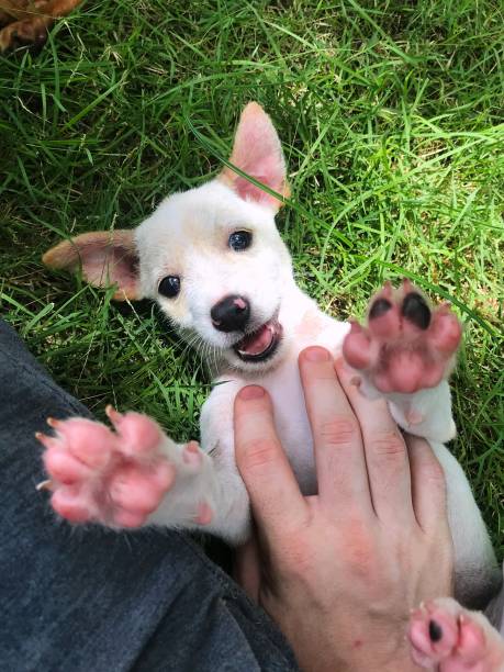 istock A puppy enjoying some belly rubs 1386067174
