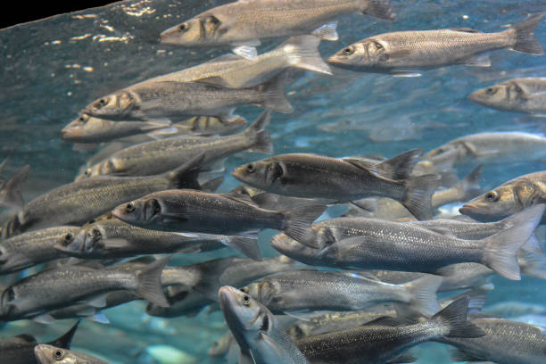 istock School of Silver Gray Fish 1386070696