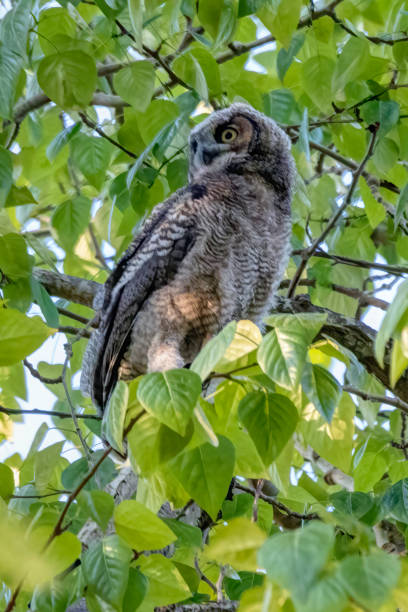 istock Newborn Great-horned Owl, Delta, BC, Canada 1386073034
