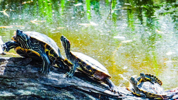 istock Red ear slider turtles in a small pond sun bathing on a log. 1386078189