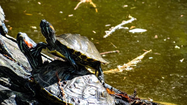 istock Red ear slider turtles in a small pond sun bathing on a log. 1386078201