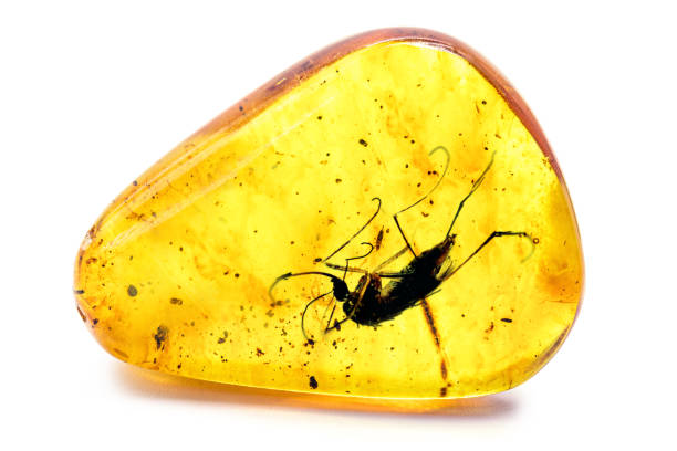 янтарь с сохранившимся доисторическим насекомым, комар с кровью или днк, с�охранившийся в янтаре - amber стоковые фото и изображения