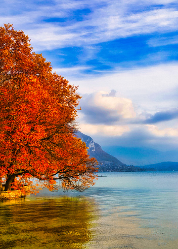 Annecy, France - October 20, 2015: a tree in fall has branches hanging ocker the lake of Annecy