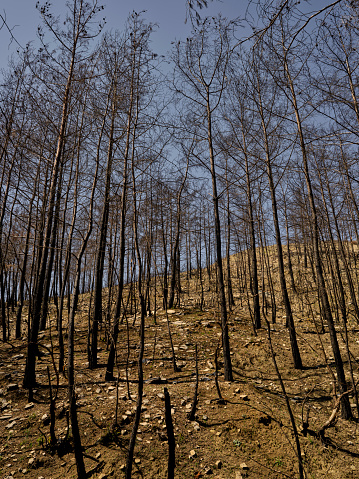burnt trees in the forest