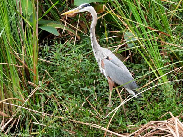 istock Great Blue Heron (Ardea herodias) -  surrounded by water plants 1386081097