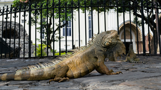 Iguana in Seminario Park (Parque Seminario), Guayaquil, Ecuador