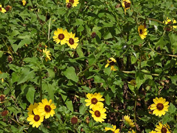 East Coast Dune Sunflowers (Helianthus debilis) bunch of yellow flowers East Coast Dune Sunflower also known as Cucumberleaf Sunflower, Beach Sunflower and Weak Sunflower. helianthus stock pictures, royalty-free photos & images