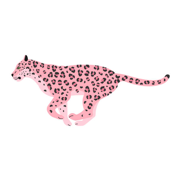 в�екторный плоско бегущий леопард - exoticism animal africa cheetah stock illustrations
