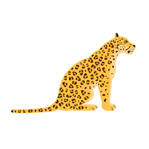 Vector flat sitting leopard Vector flat sitting leopard isolated on white background jaguar stock illustrations