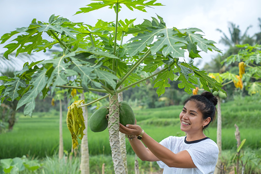 Shot of a Filipino farmworker checking the growth of a papaya tree in a plantation.