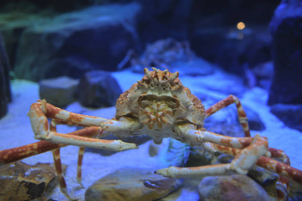 istock an Red King Crabs, Alaskan King Crab 1386086559