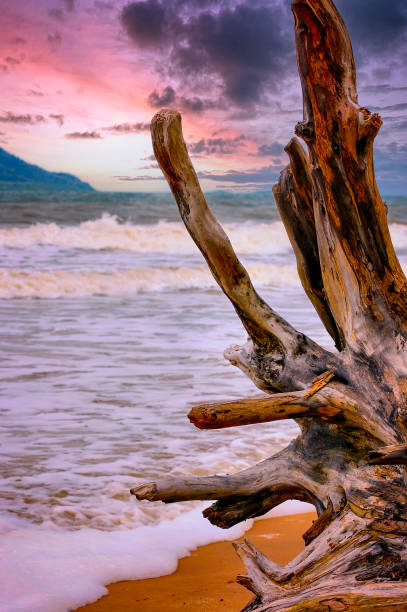 istock Diftwood on Mission Beach 1386087131