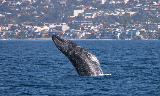 Shots of diving , tail lobbing and breaching Humpback whales in Monterey Bay