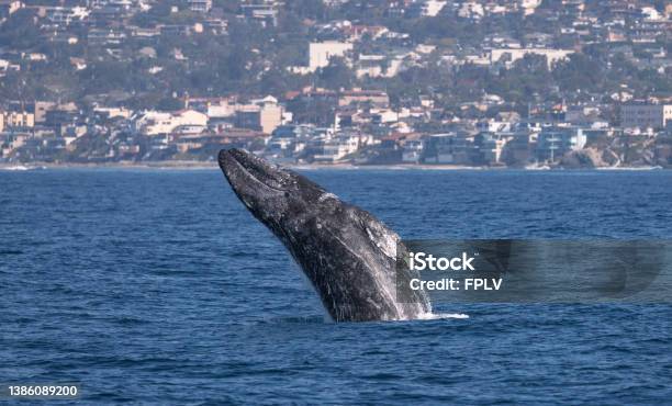 Gray Whale Breach Stock Photo - Download Image Now - Gray Whale, California, Dana Point