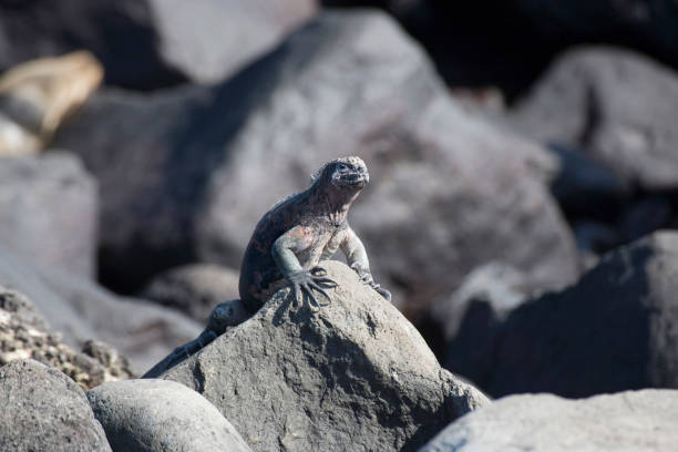 istock Marine Iguana on a rock, Galapagos 1386090576