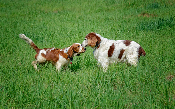 istock Welsh Springer Spaniel Puppy Greeting Senior Dog 1386092054