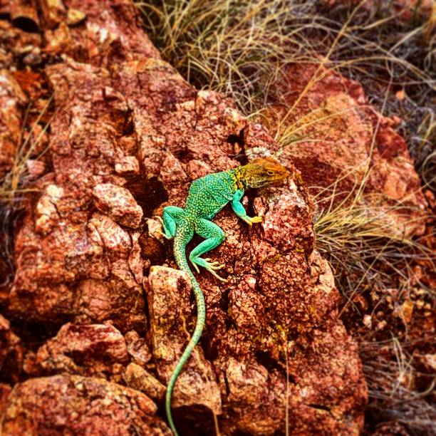 Lizard in western Colorado