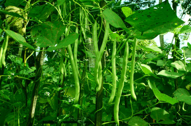 haricot français - bush bean photos et images de collection