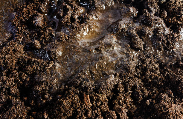 Dirt or mud closeup texture backdrop. stock photo