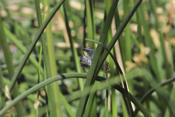 istock Yellow-rumped Warbler (Audubon's, male) (setophaga coronata) perched among tall reed 1386094510
