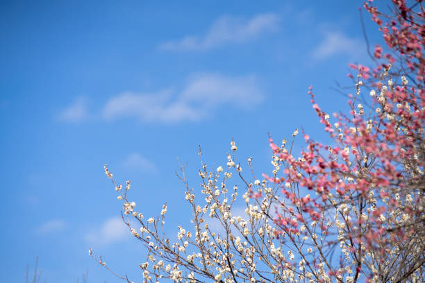 Plum blossom against the blue sky