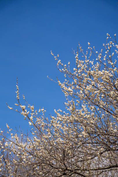 istock Plum blossom against the blue sky 1386096807