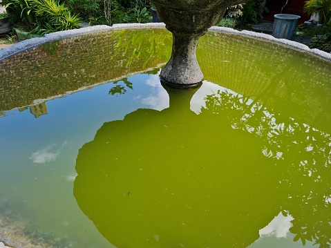 The pool water that doesn't flow is mossy green