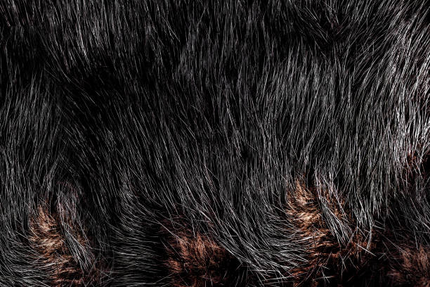 istock Black and brown colored animal fur texture backdrop photo. 1386098656