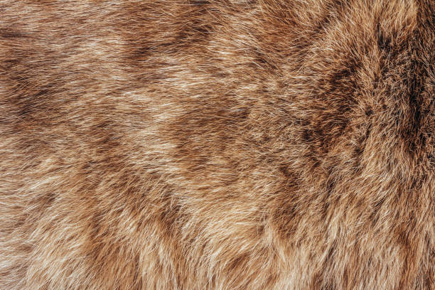istock Brown and red colored animal fur texture backdrop photo. 1386098670